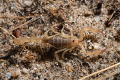 Paruroctonus luteolus