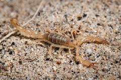 Paruroctonus luteolus