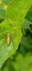 Oxyopes