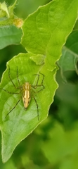 Oxyopes