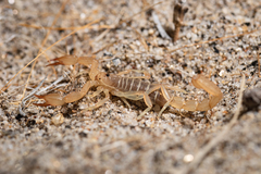 Paruroctonus luteolus