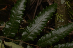 Cupaniopsis flagelliformis