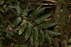 Cupaniopsis flagelliformis