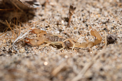 Paruroctonus luteolus