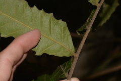 Cupaniopsis flagelliformis