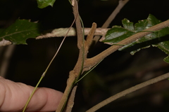 Cupaniopsis flagelliformis
