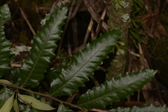 Cupaniopsis flagelliformis