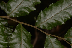 Cupaniopsis flagelliformis