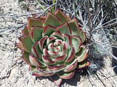 Echeveria agavoides