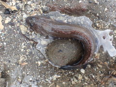 Acanthoclinus marilynae