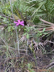 Sabatia grandiflora