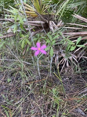 Sabatia grandiflora