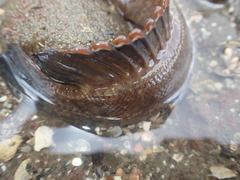 Acanthoclinus marilynae