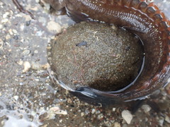 Acanthoclinus marilynae