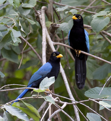 Yucatan Jay photo 2