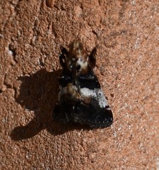 Cacozelia pemphusalis