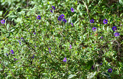 Lycianthes lycioides