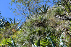 Agave cordillerensis