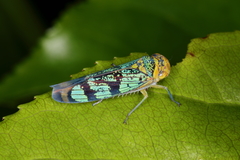 Amblyscarta invenusta