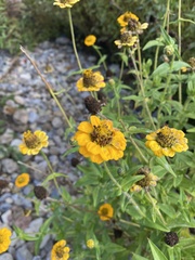 Zinniinae