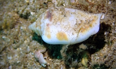 Maculastrombus maculatus