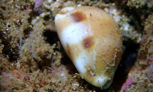Cypraea tessellata observed 2021-10-01
