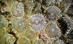 Palythoa heliodiscus