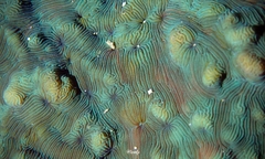 Leptoseris incrustans