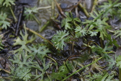 Ranunculus gmelinii