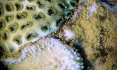 Montipora capitata