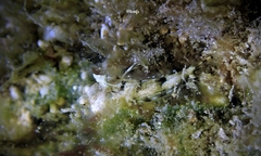 Synchiropus rosulentus