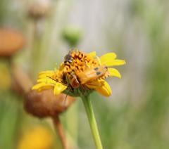 Chauliognathus discus