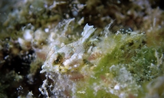 Synchiropus rosulentus