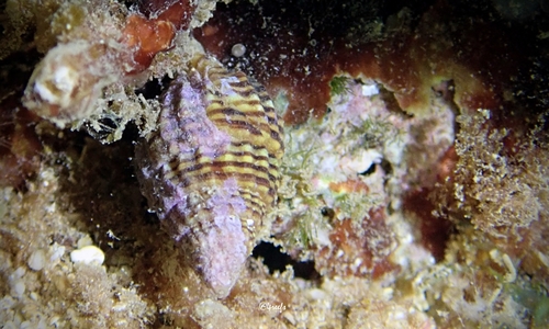 Vexillum unifasciale observed 2021-10-01