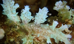 Acanthophora pacifica