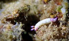 Hypselodoris violabranchia