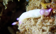 Hypselodoris violabranchia