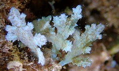 Acanthophora pacifica