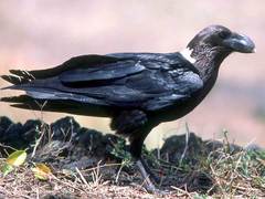 White-Necked Raven photo 3