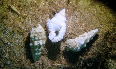 Dardanus sanguinolentus
