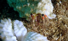 Dardanus sanguinolentus
