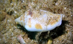 Maculastrombus maculatus