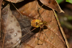 Ventrivomer ancyrophorus