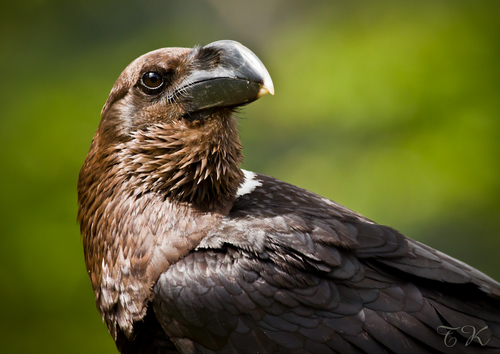 White-necked Raven