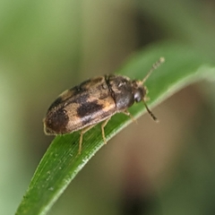 Litargus