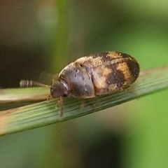 Litargus