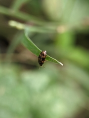 Litargus