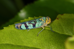 Amblyscarta invenusta