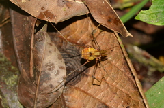 Ventrivomer ancyrophorus