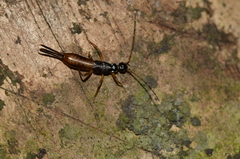 Labiinae